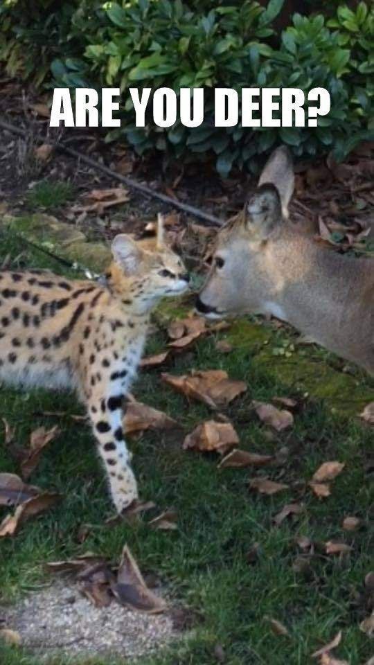 Deerposts tweet media