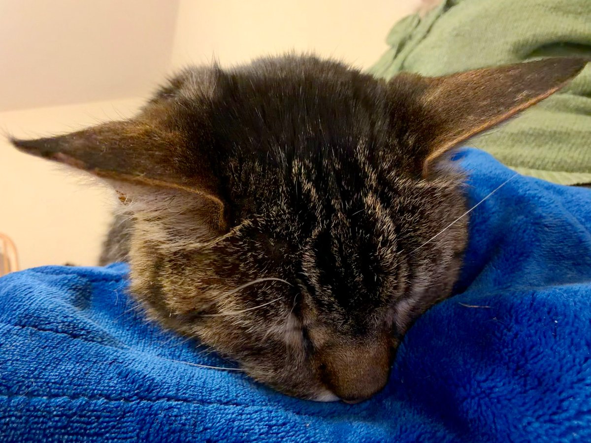 Bencat90866404's tweet image. A bit tired tonight so snuggled up with Mam. Goodnight friend, sleep well💤💤
🐾paw-waves🐾 purrs😽 &amp;amp; hugs🤗 for mews all💕
#CatsOnX #KindnessMatters #BeKindAlways❤️