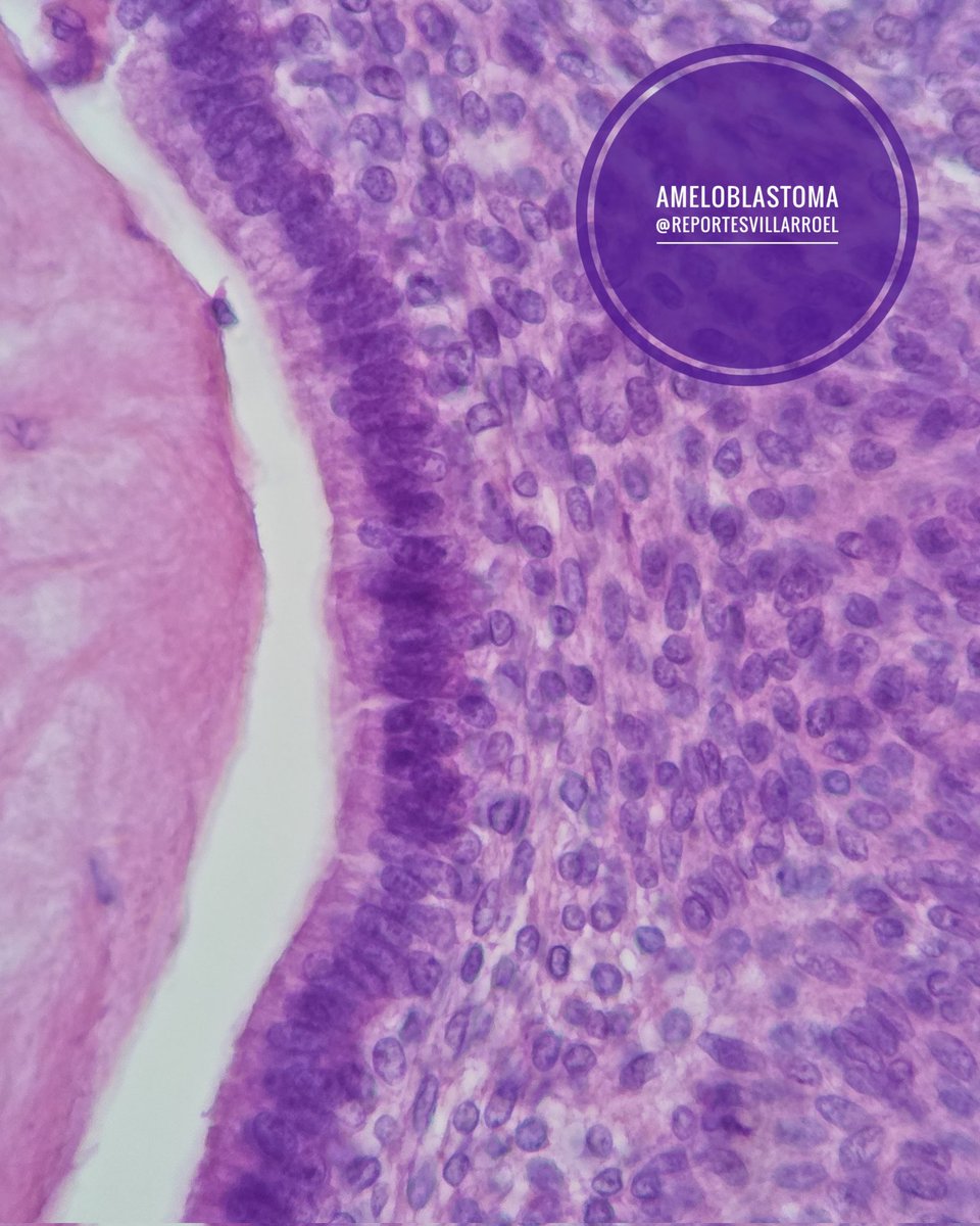 Reportes Villarroel tweet media