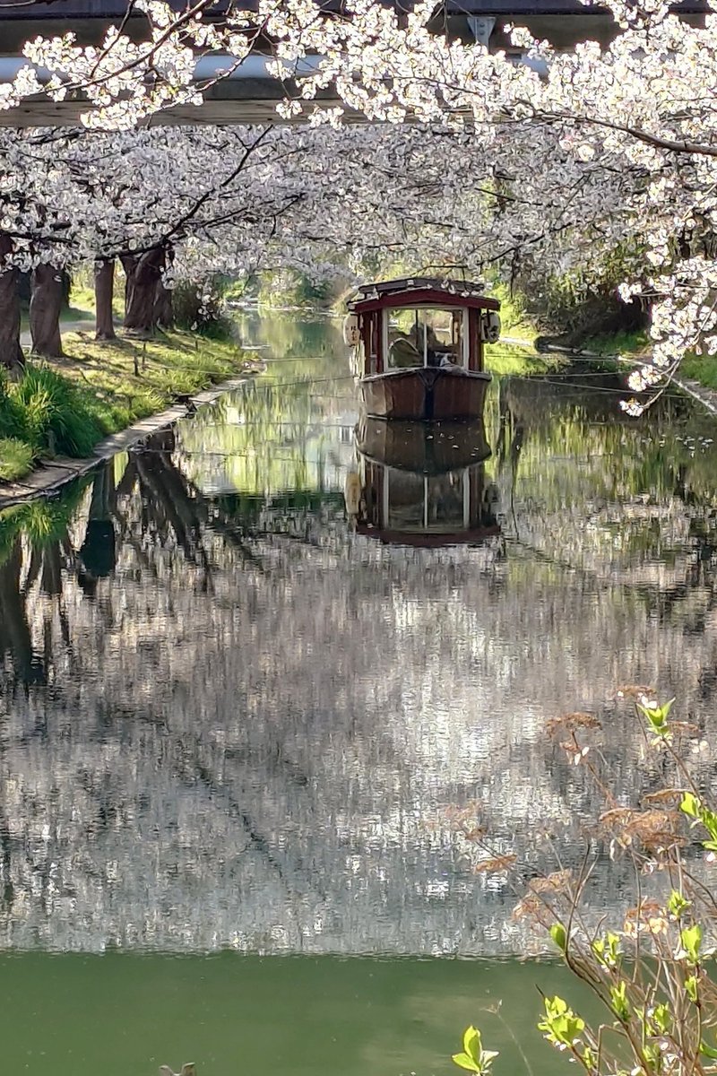 ニョロニョロ🌱☘️🍀 tweet media