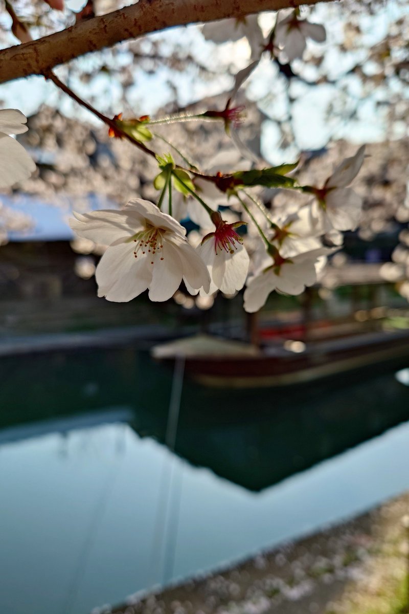 ニョロニョロ🌱☘️🍀 tweet media