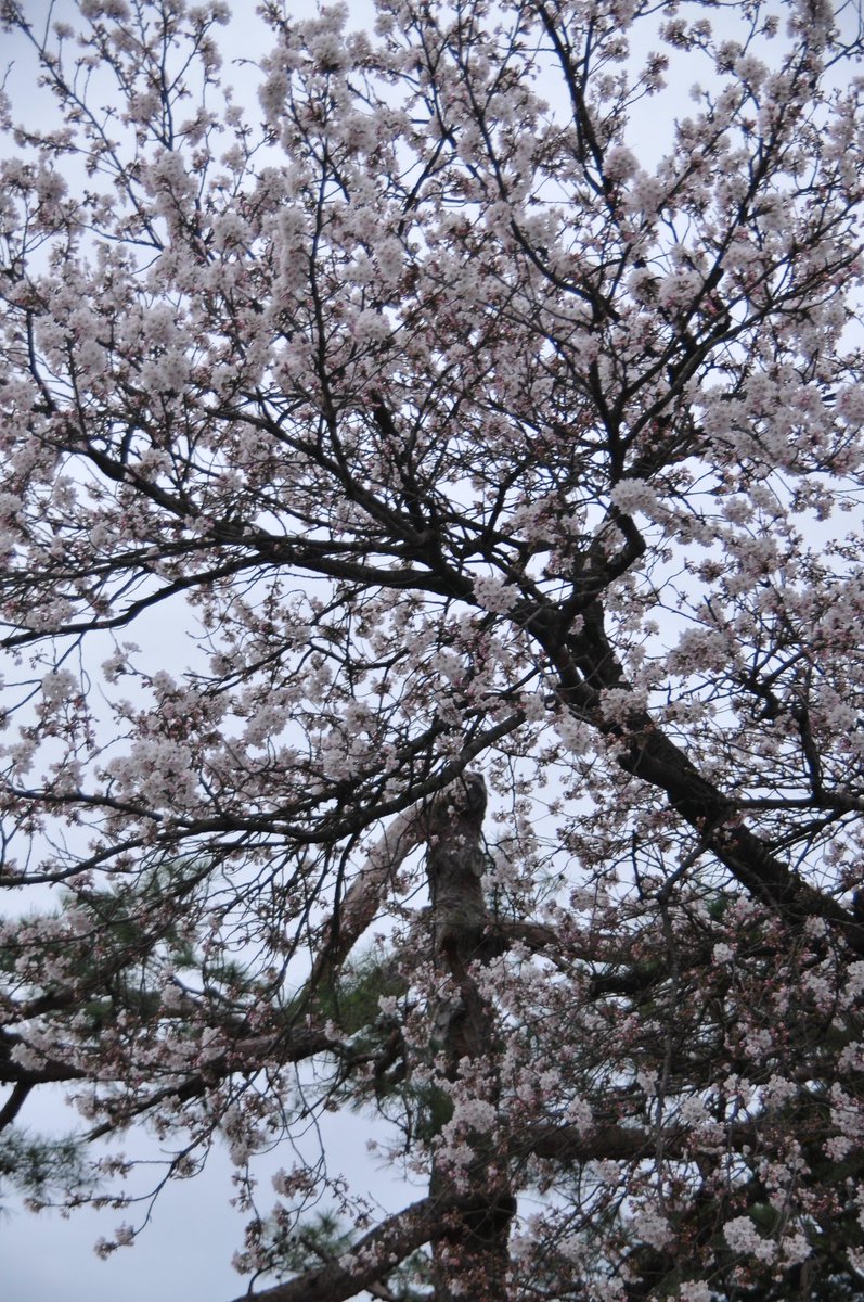 とおる🌱 tweet media