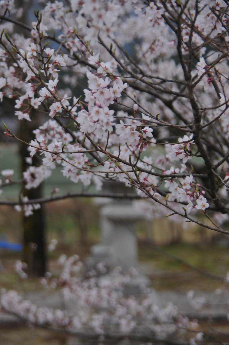 とおる🌱 tweet media