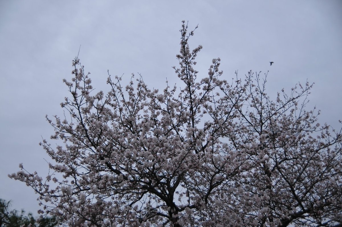 とおる🌱 tweet media