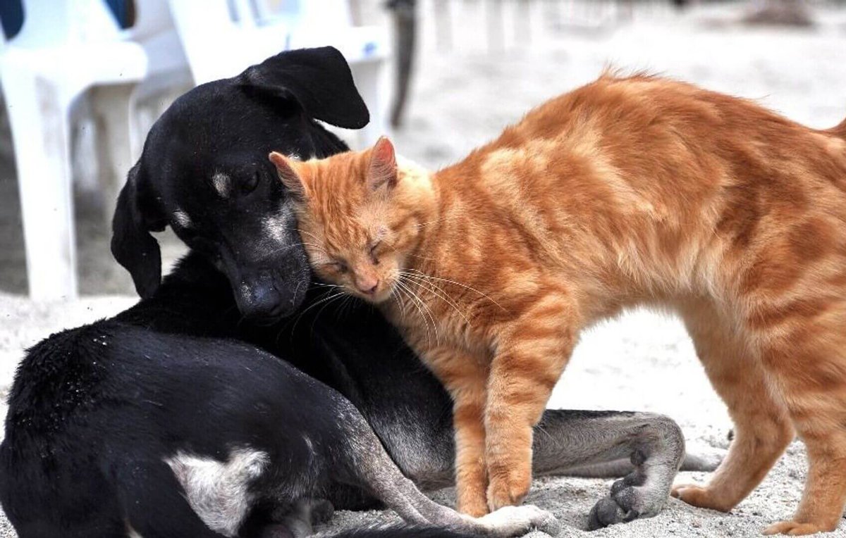 Solcu Gazete tweet media