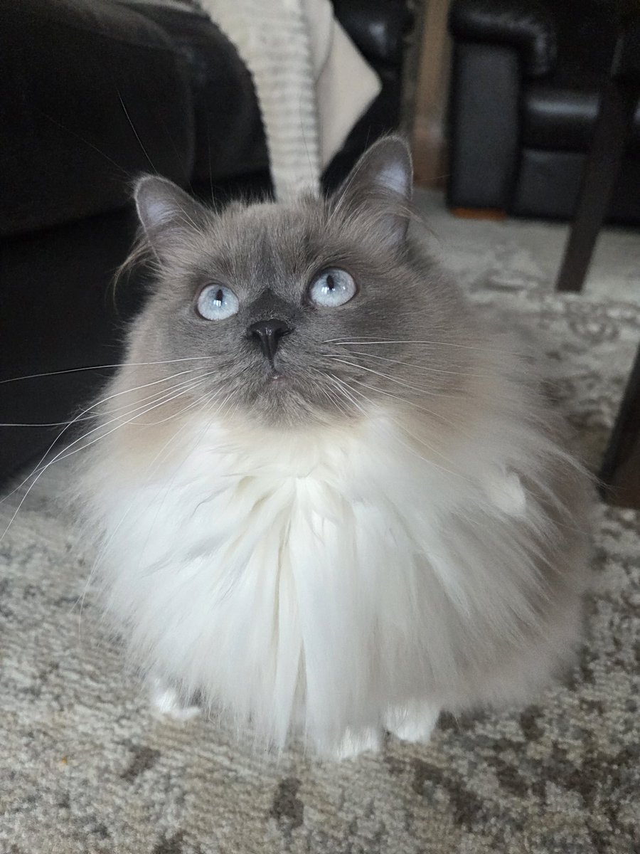 ࣪𓍢 ֶָ sana. 𖦹 tweet media