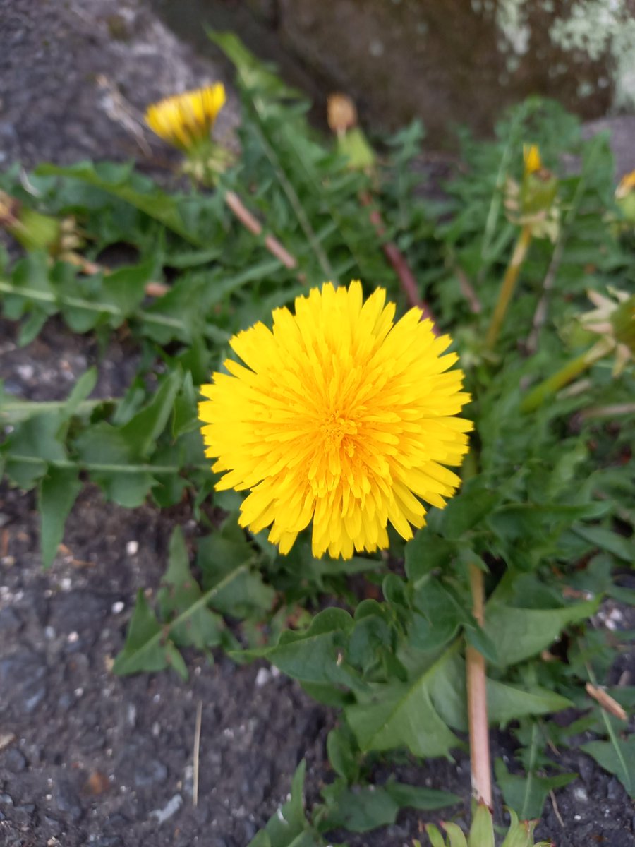 きんたいきょうこ tweet media