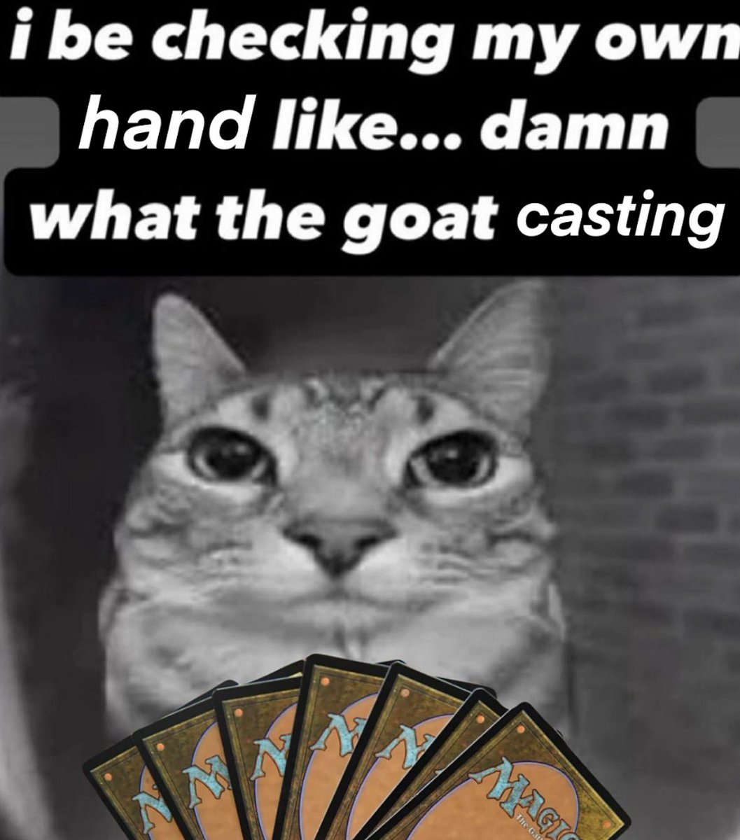 LiterallyMeCats tweet media