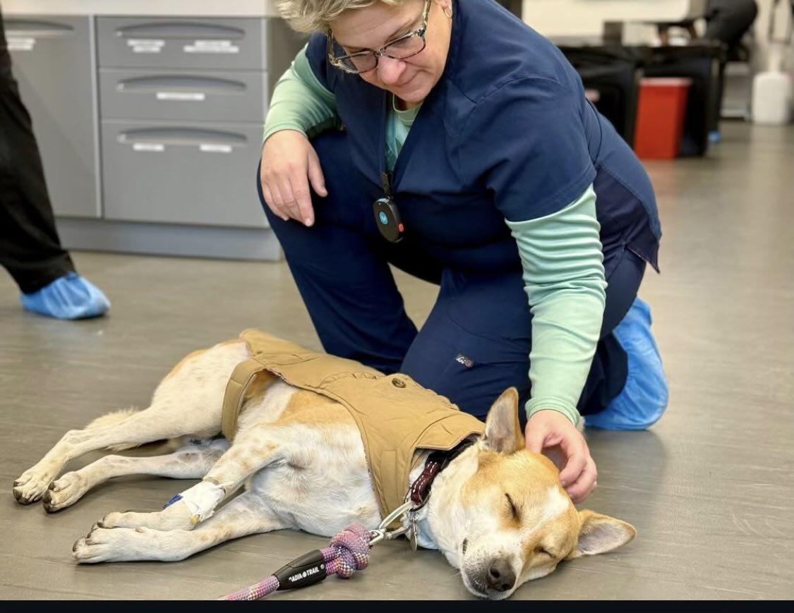 Sara Mary ⭐❤️ tweet media