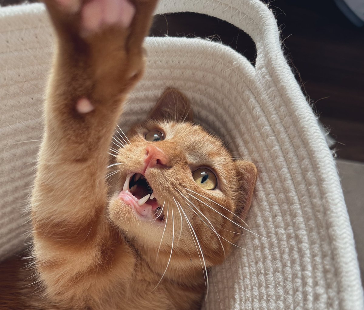 ﾊﾞｹﾓﾝ tweet media