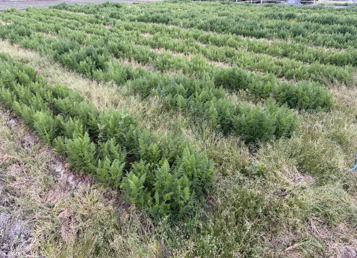 ひまり/素人兼業農家（☺️） tweet media