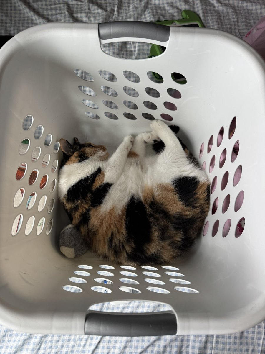 paxyshia tweet media