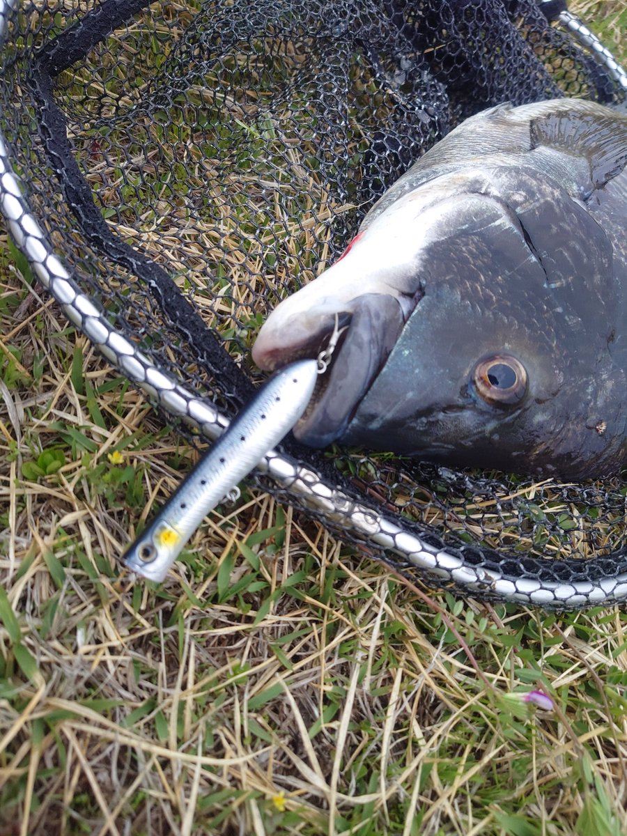 魔鯛@キビレ・デイ・チニング tweet media