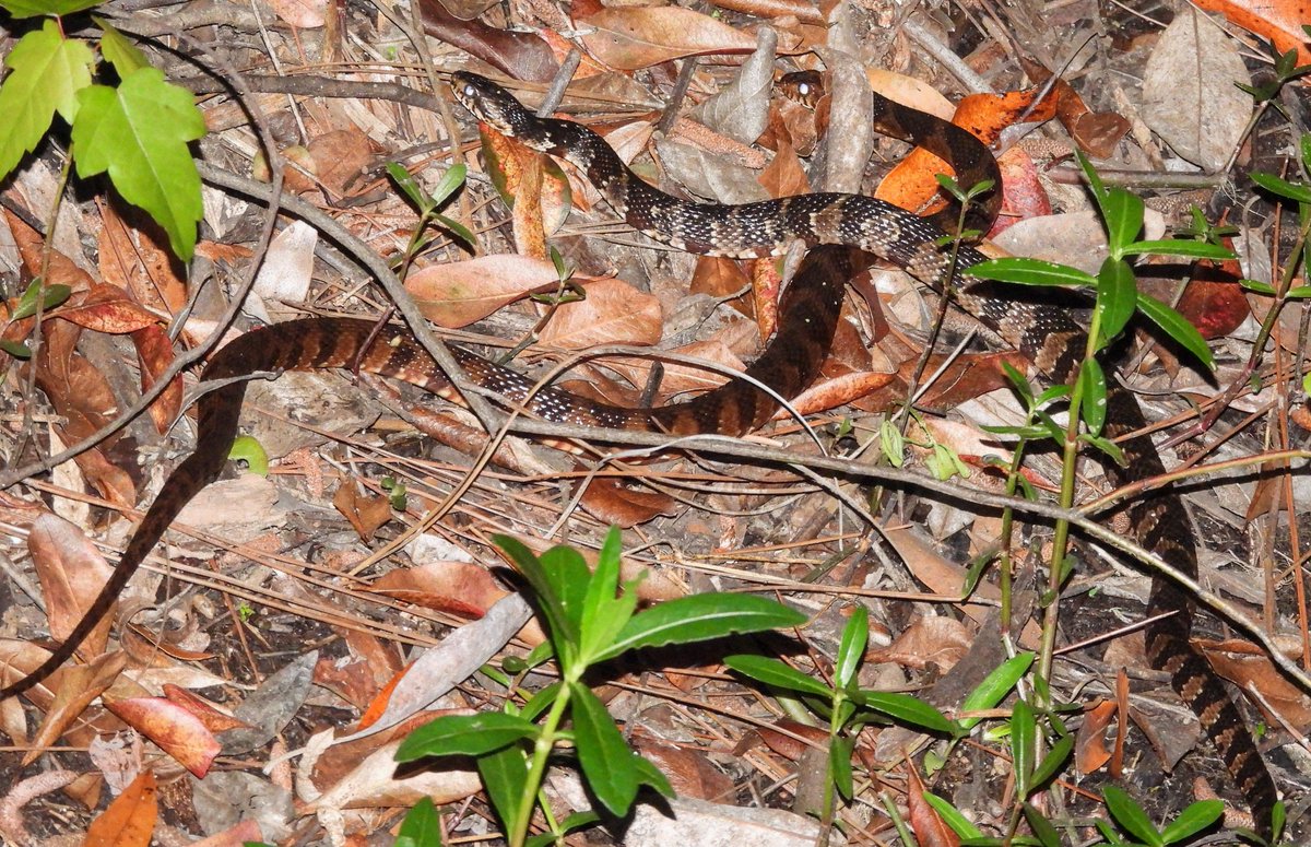 TonySides's tweet photo. Water Snakes cuddling - Pensacola @spann https://t.co/r5xnp3g4jF