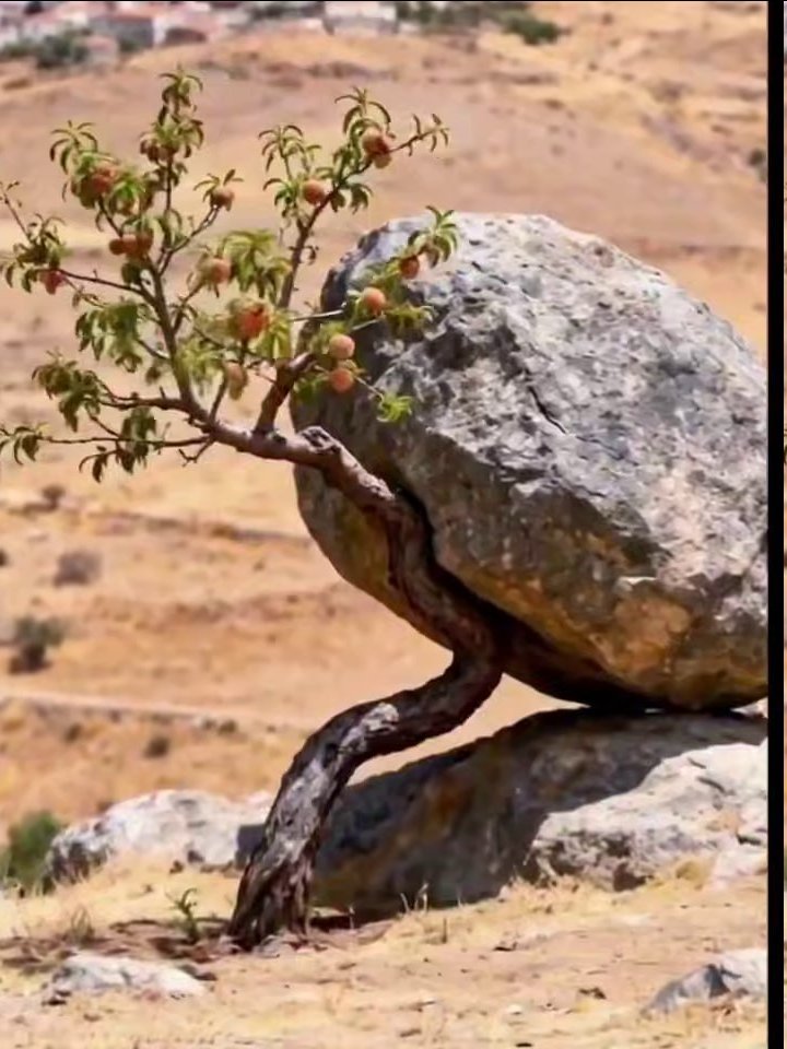 ba bau bua tweet media