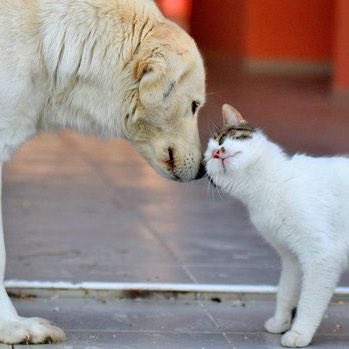 Gusholder Haber Bülteni tweet media