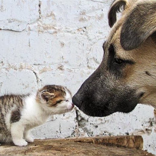 Gusholder Haber Bülteni tweet media