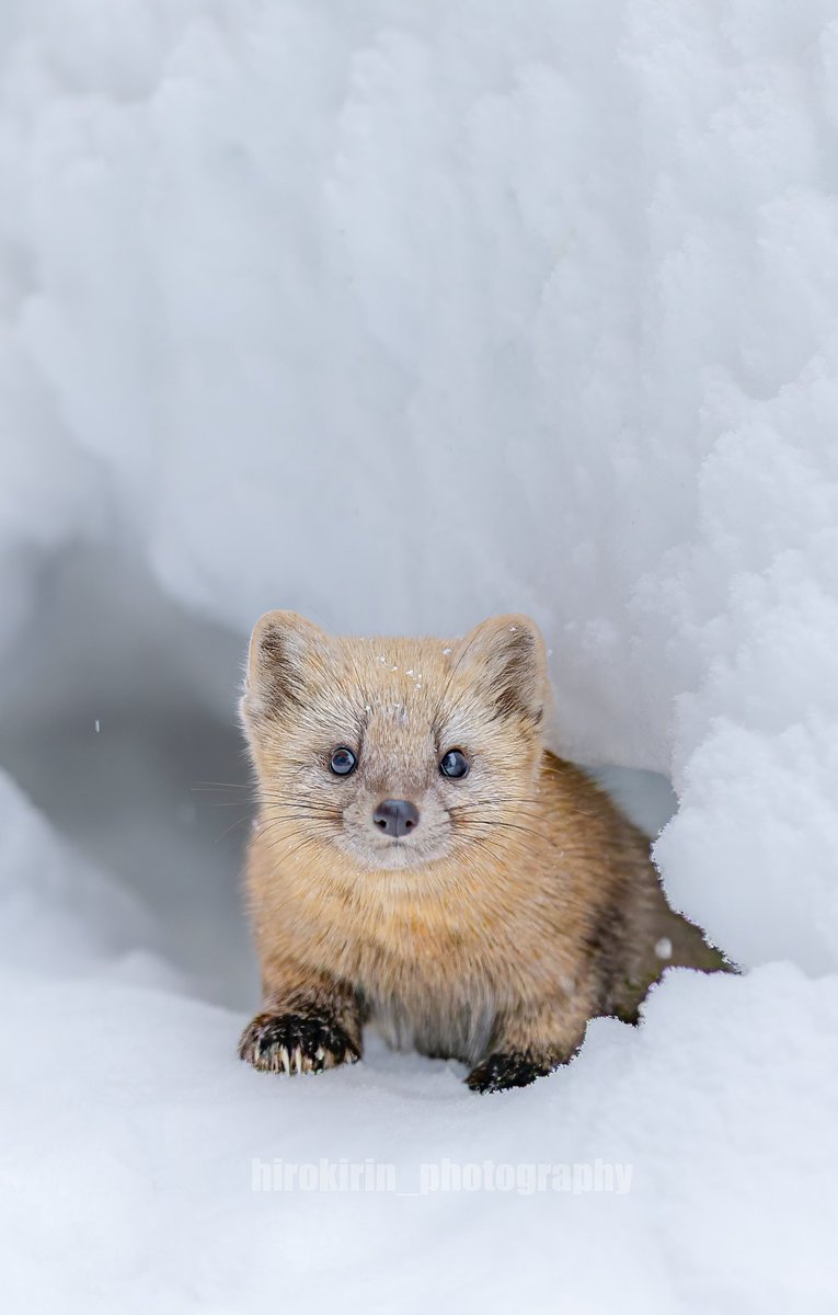 hirokirin_photography 可愛いモフモフを届ける人📸 tweet media