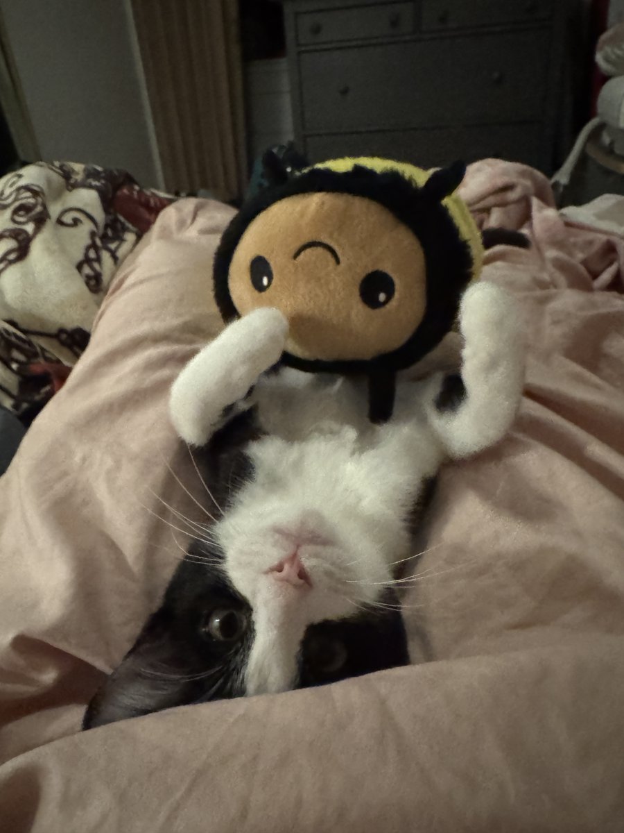 TreeHouseCats's tweet photo. Sometimes, we take “once a Tree House cat, always a Tree House cat” to the next level! 👾⁠ King Jr. Meal was adopted by our shelter manager Danielle, and now he'll be a part of #TeamTreeHouse always! #TreeHouseCats #HappyEndingTails https://t.co/j5Cwvrv2os