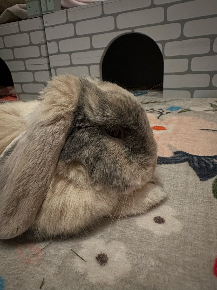 Cocobunny tweet media