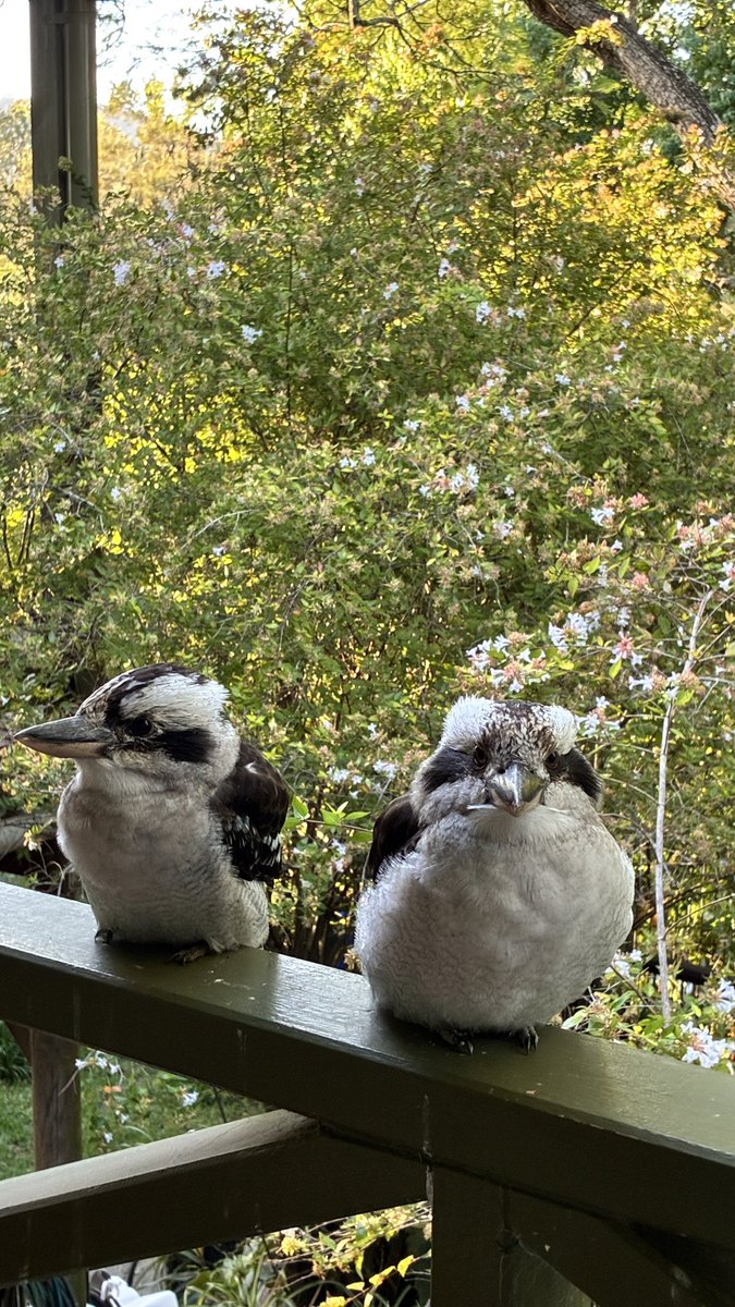 Avrina Schiller💐 tweet media