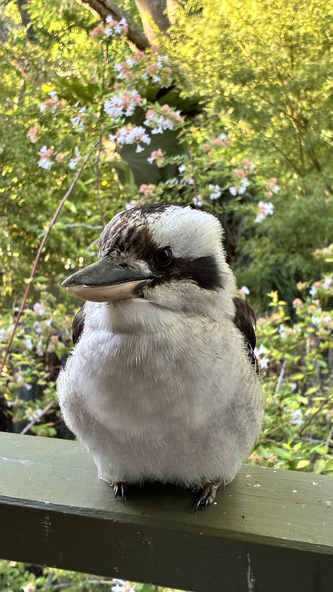 Avrina Schiller💐 tweet media