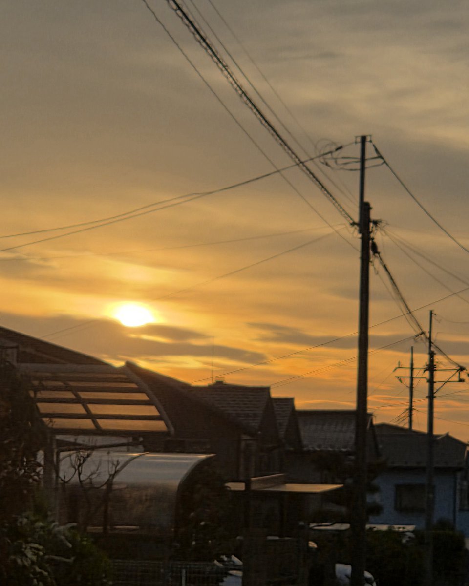 insect_64 tweet media