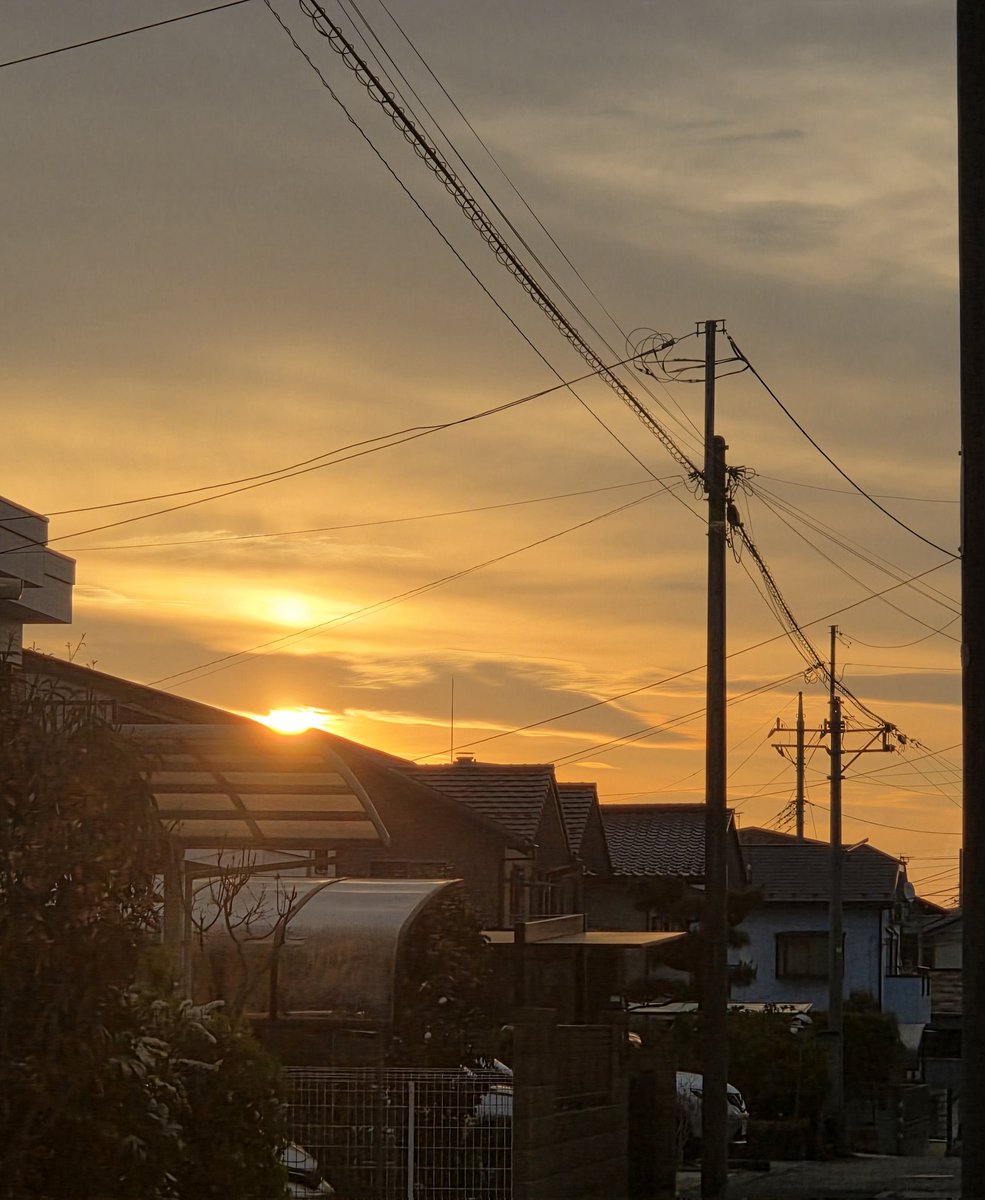 insect_64 tweet media