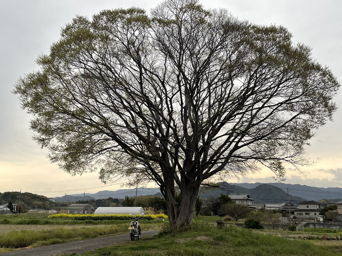 satosh100's tweet image. おはようございます🌳気温13℃
祠の木も葉っぱが開いて🌿春の装い
今晩、雨風が強くなる予報🌧️🌪️
久しぶりにc100🏍️で😊
桜が散る前に観に行こう🌸🏍️💨
いってらっしゃい、いってきます
本日も一日ご安全に💫
幸せに過ごしましょう🍀
#c100 #スーパーカブ