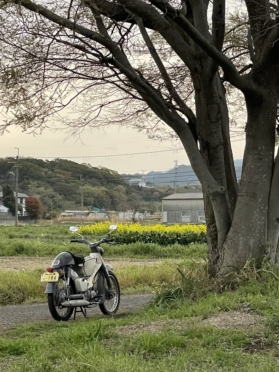 satosh100's tweet image. おはようございます🌳気温13℃
祠の木も葉っぱが開いて🌿春の装い
今晩、雨風が強くなる予報🌧️🌪️
久しぶりにc100🏍️で😊
桜が散る前に観に行こう🌸🏍️💨
いってらっしゃい、いってきます
本日も一日ご安全に💫
幸せに過ごしましょう🍀
#c100 #スーパーカブ