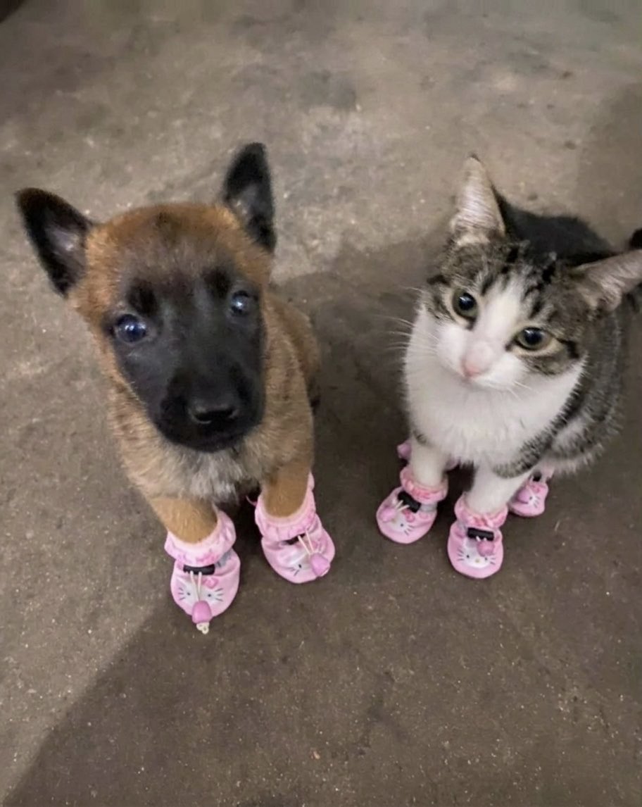 cat memes tweet media