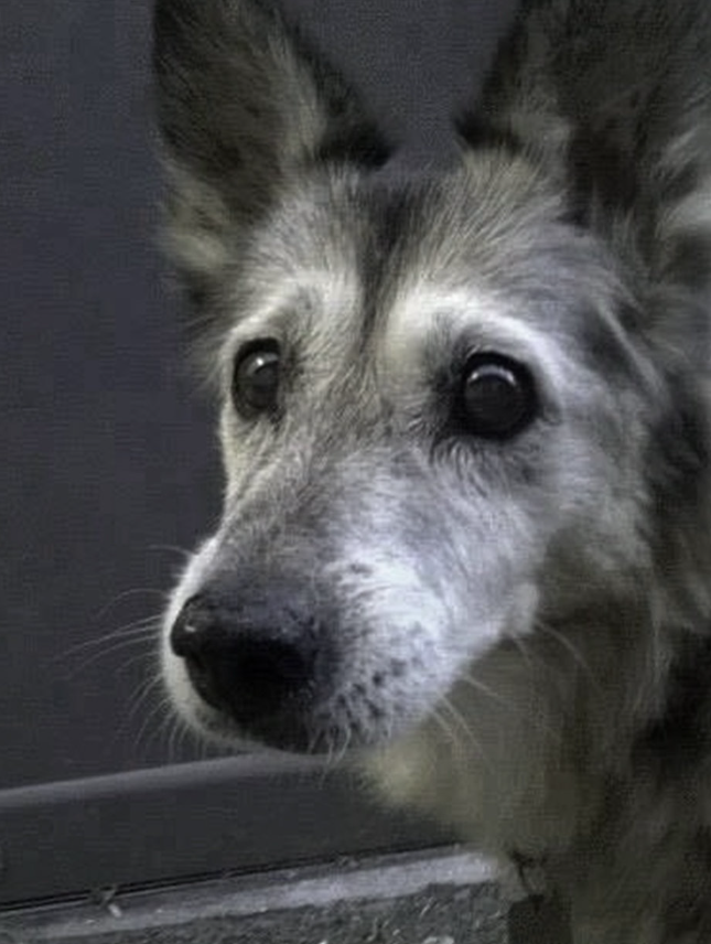 Tweets of Dogs tweet media