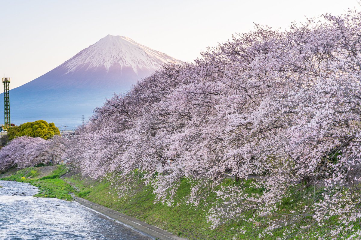 mulder722's tweet photo. 龍巌淵　富士市
この日は朝からの寒さで
空気が澄んで富士山クリア🗻
2026.4.3
#さくら
#龍巌淵
#富士山
#ふじぐらむ
#アルファホビー部 https://t.co/Omf1K3SDJ7