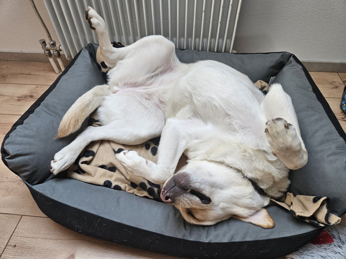 Woof.It™ tweet media