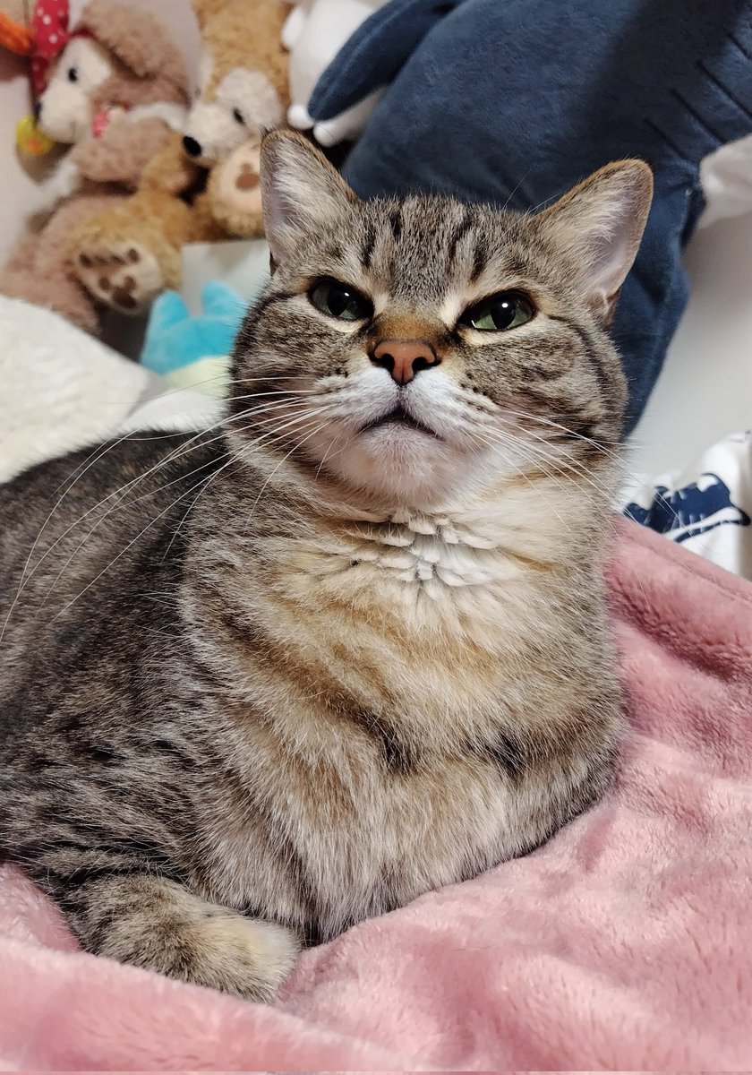 ゴロー🐾 tweet media