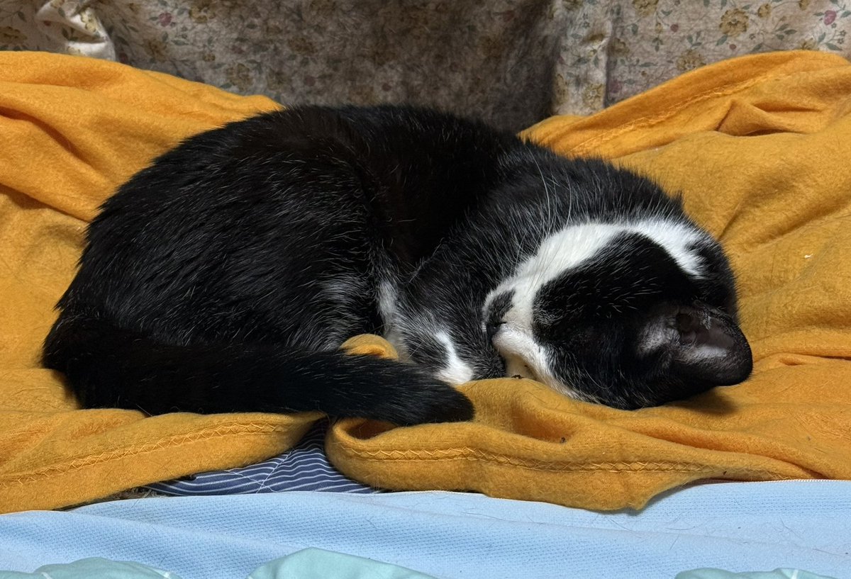 飯田寿賀子 tweet media