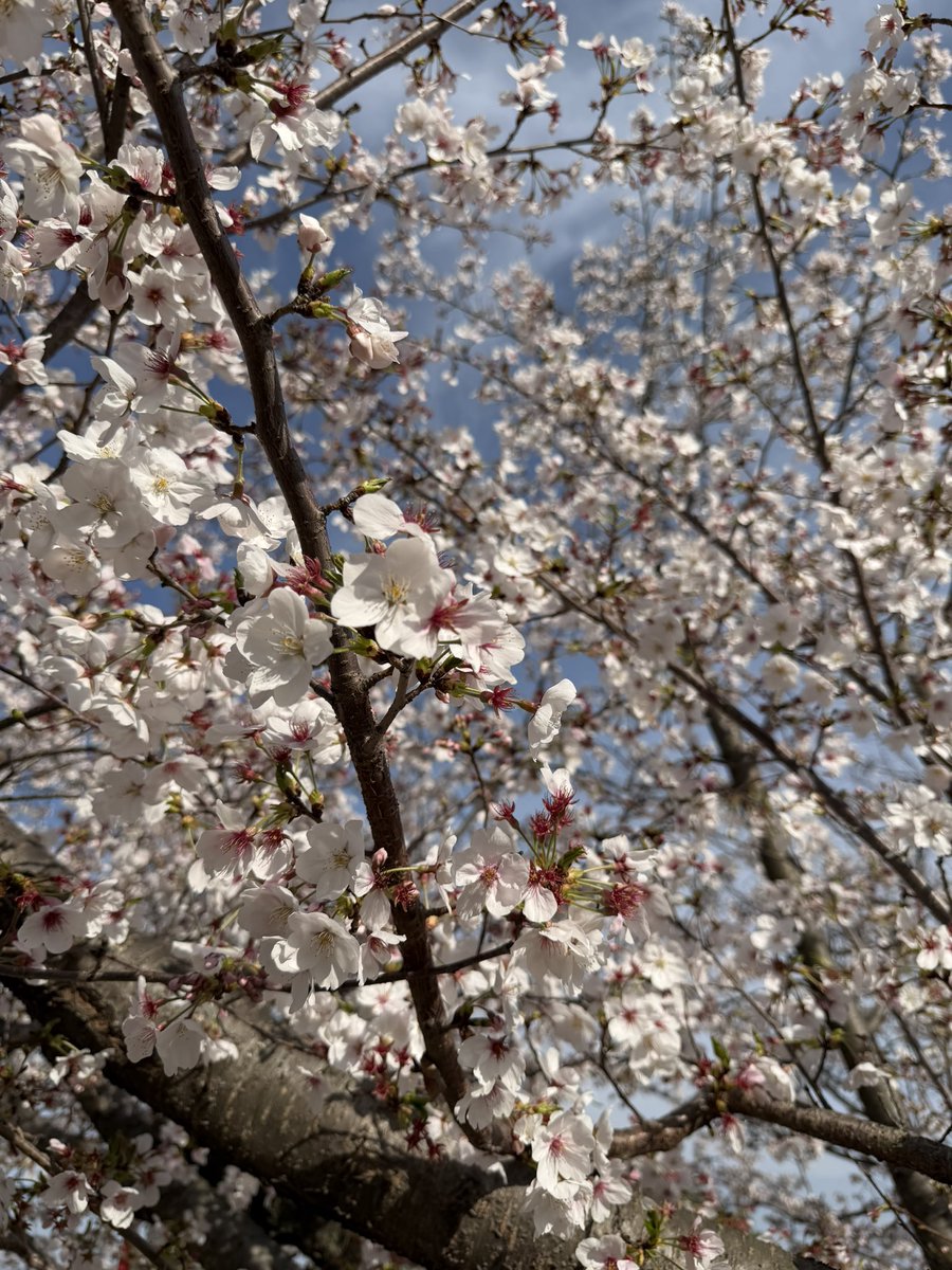 K Hishikawa tweet media