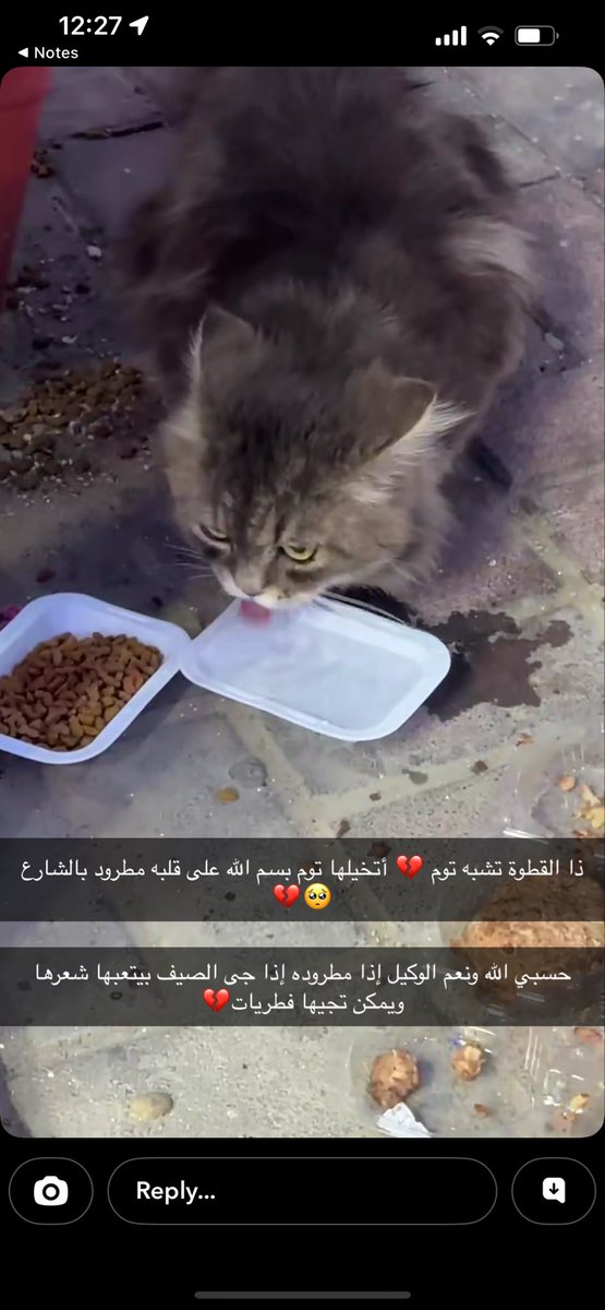 Cat people 🐈 tweet media