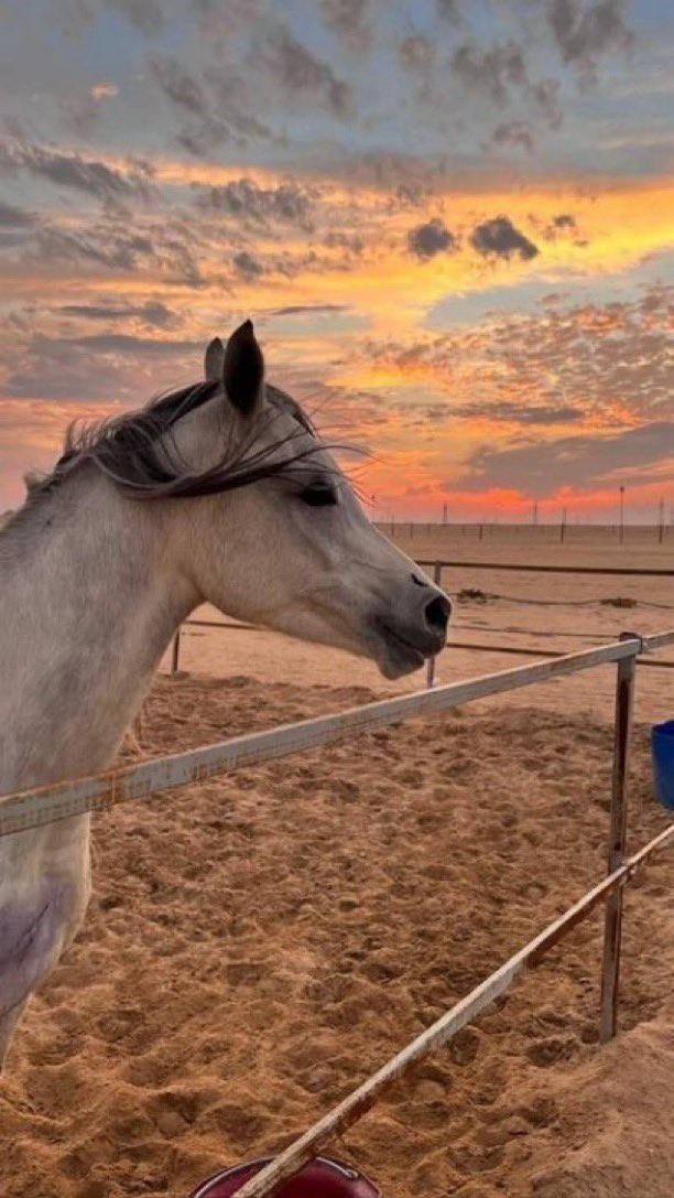 سقراط🌟 tweet media