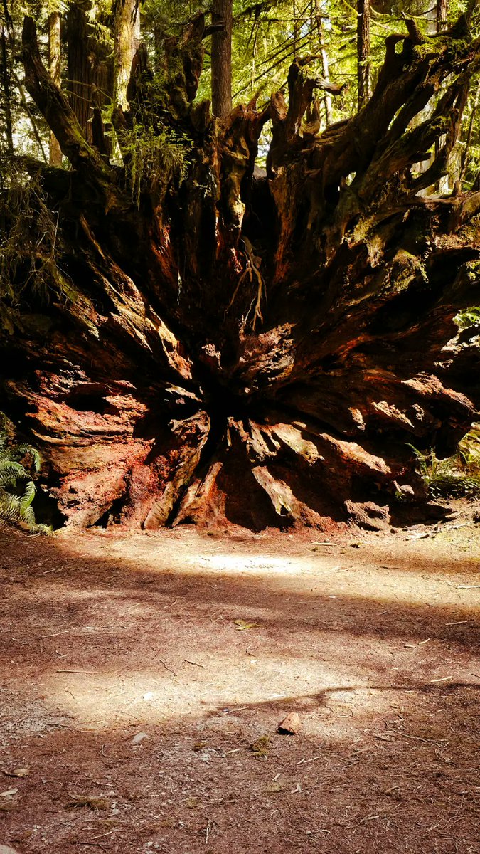 paths_waves's tweet image. underneath a redwood tree

Pathsandwaves.com 

#redwood #redwoodforest #forest #tree #photography #California #norcal #hike