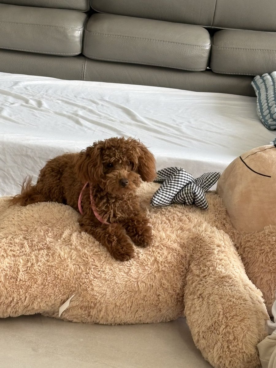 𓂃⋆.˚ blaze ⁷ ♠️ tweet media