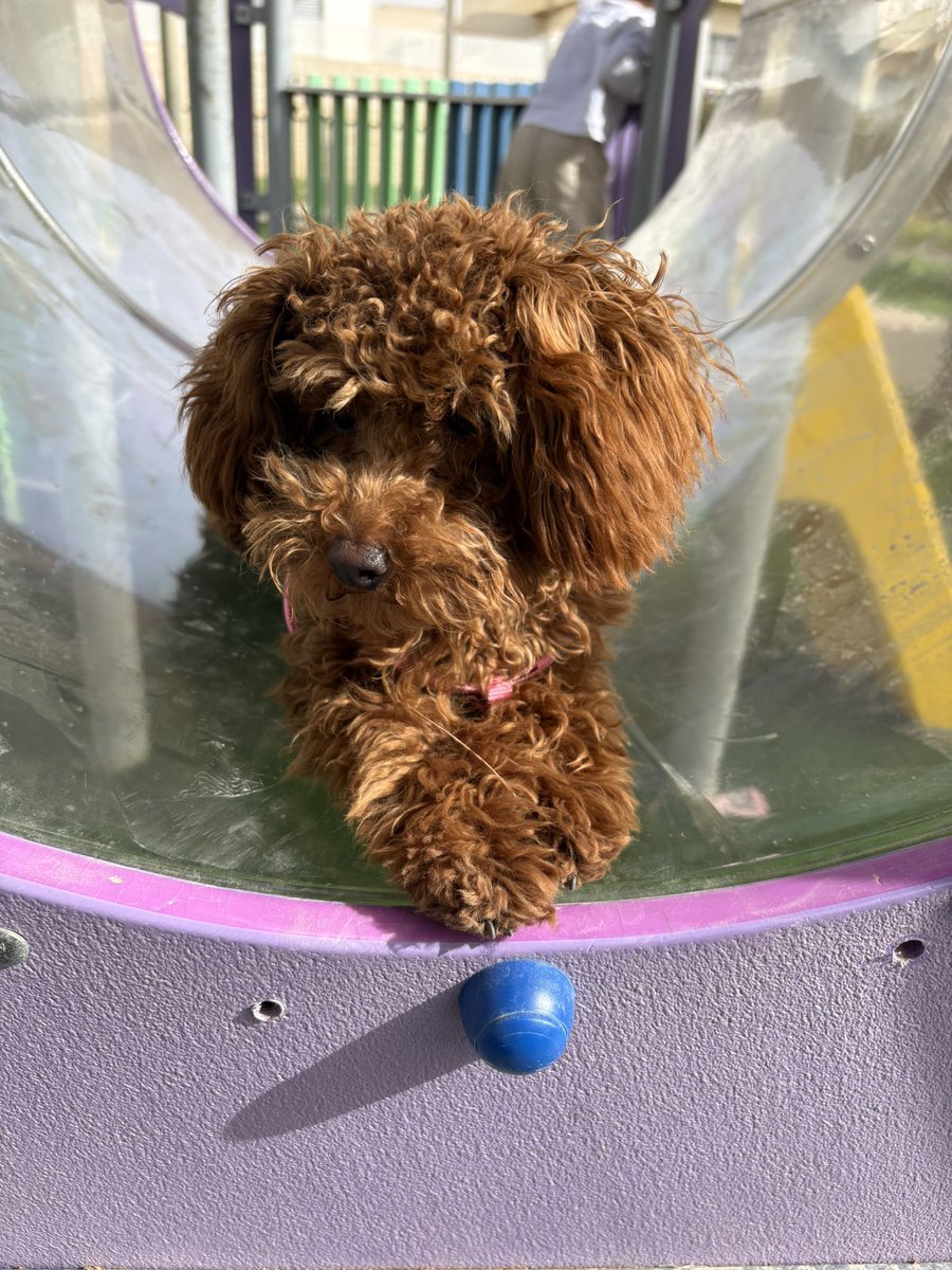 𓂃⋆.˚ blaze ⁷ ♠️ tweet media