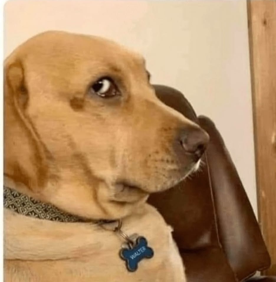 ONLYDOG Token tweet media