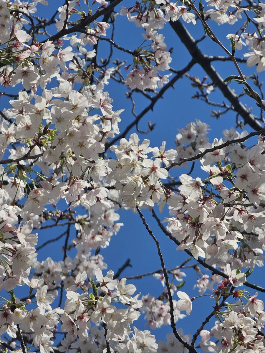 マーガレット tweet media