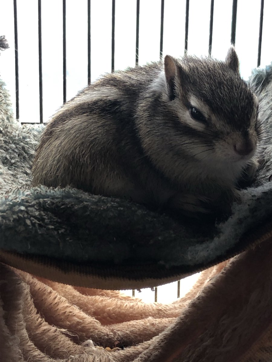 りんたろう tweet media