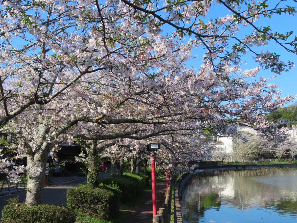 Mitsu 🌸.* tweet media