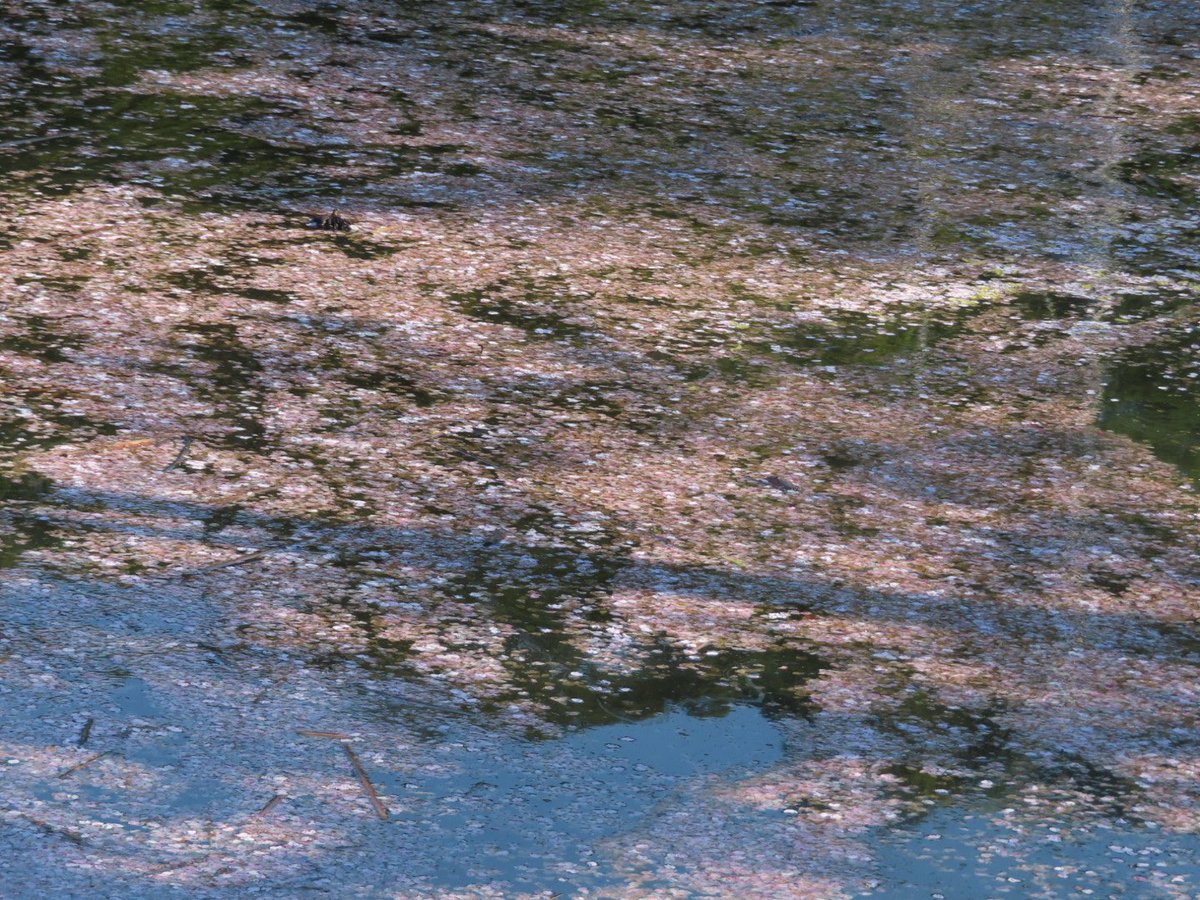 Mitsu 🌸.* tweet media