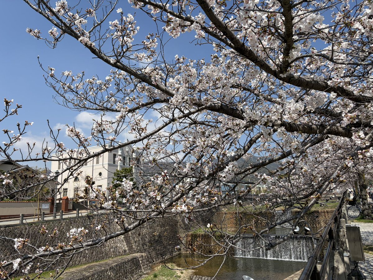 Ashiya_IMF's tweet photo. ようやく芦屋川沿いの桜が見頃を迎えたのに、生憎の雨模様…

本日13:30開演@クラシカの室内楽マスタークラス「講師と受講生によるコンサート」は、若干数ではありますが、12:30より当日券を販売します。売り切れの際はご容赦ください。 https://t.co/ElPTPUMiiM