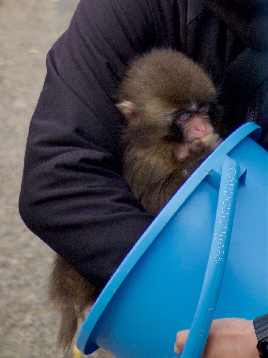 Soy Marbe tweet media