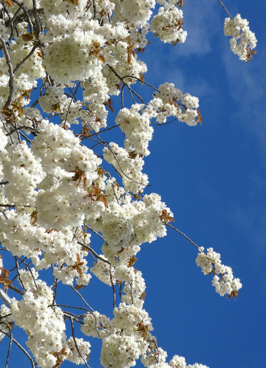 beatricegroves1's tweet image. Japanese cherry blossom in #Oxford🤍🌸🤍
#Hanami #Sakura #JapanUK